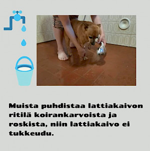 Henkil pesee suihkuhuoneessa käsisuihkulla pienen ruskean koiran tassuja. Mukana on graafinen vesipisaroiden ja ämpärin symboli. Teksti: Muista puhdistaa lattiakaivon ritilä koirankarvoista ja roskista niin lattiakaivo ei tukkeudu.